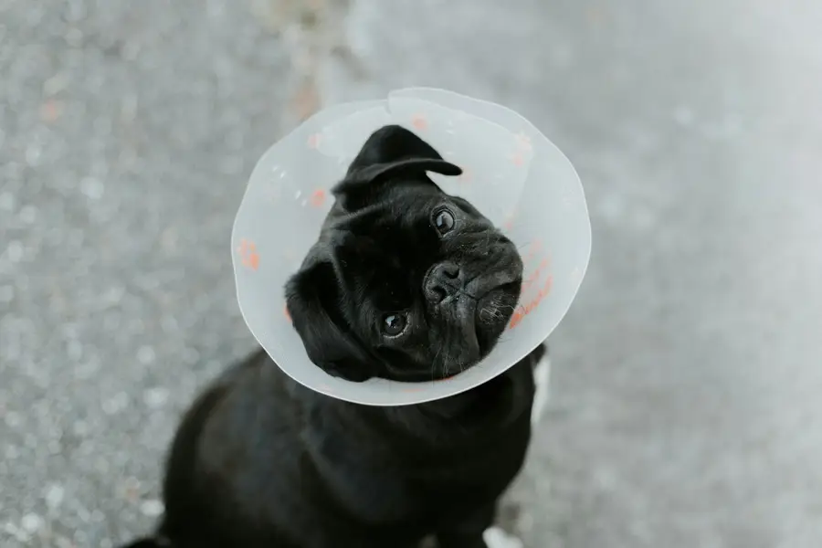 Perro pequeño con un collar isabelino después de una cirugía