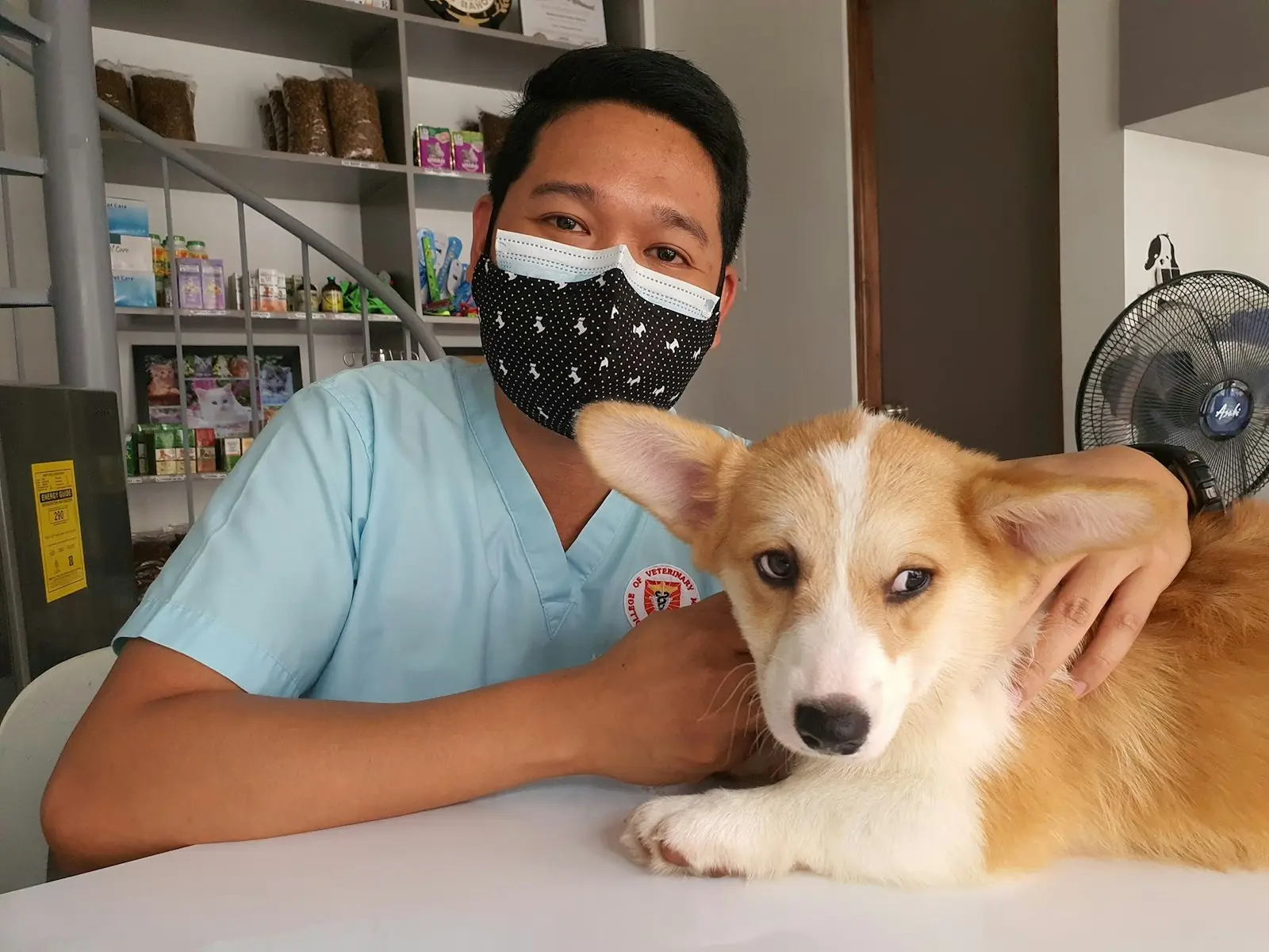 Dos veterinarios revisan juntos a un perro sobre la mesa de un box clínico