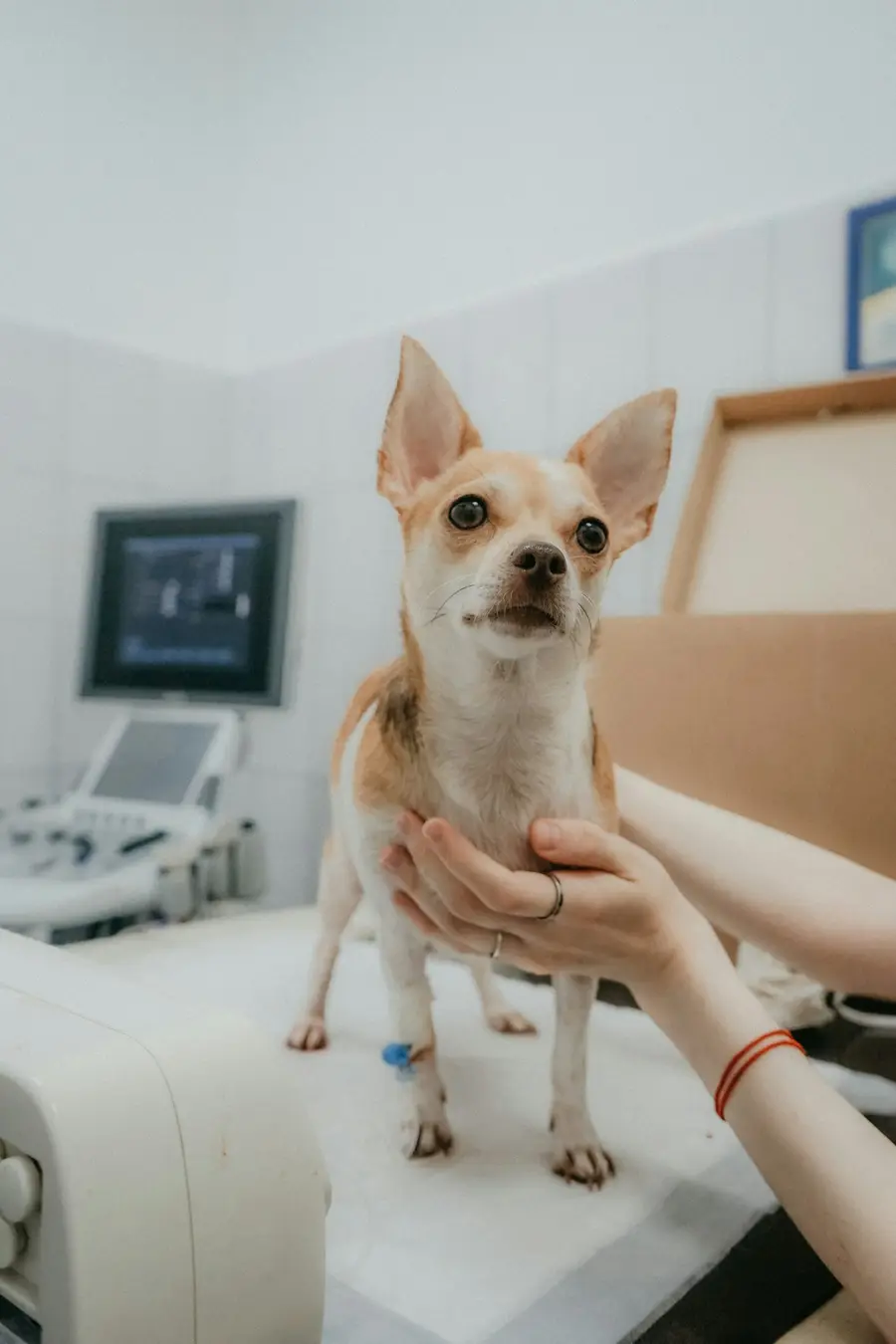 Perro pequeño sostenido sobre la mesa de exploración junto a un ecógrafo
